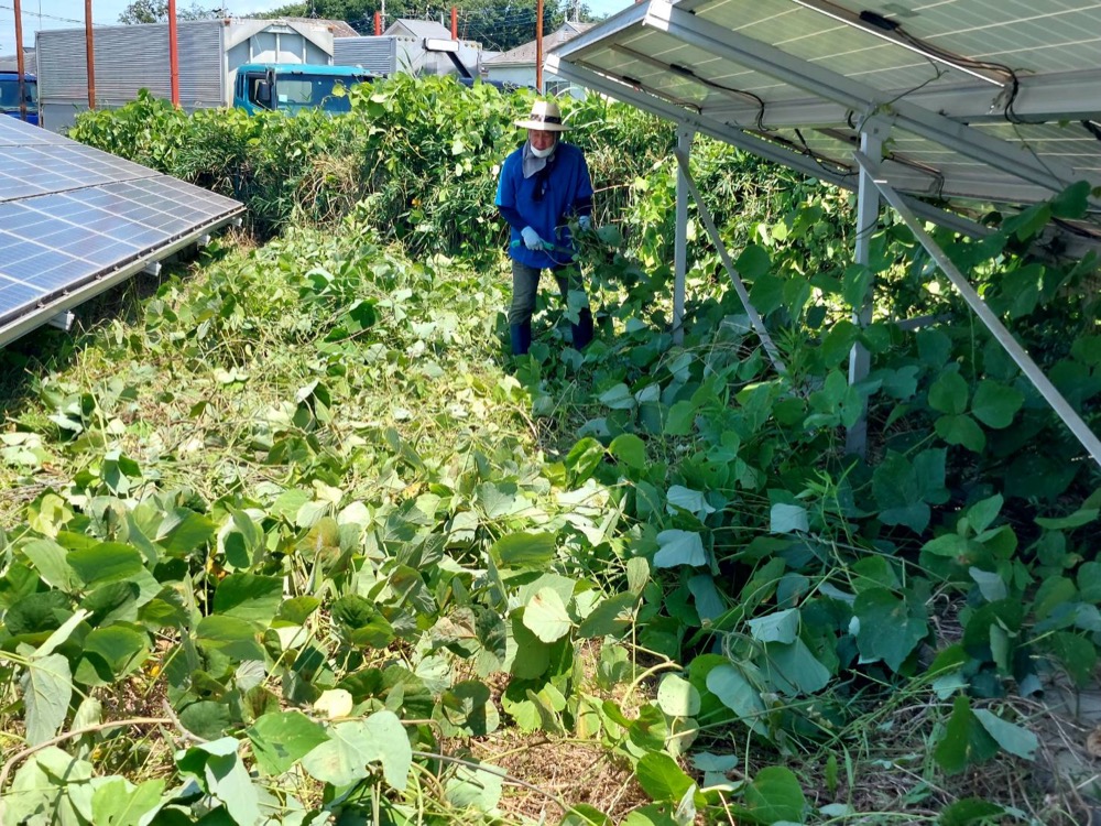太陽光発電所の保守点検・草刈り 1