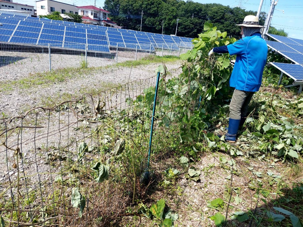 太陽光発電所の保守点検・草刈り 2