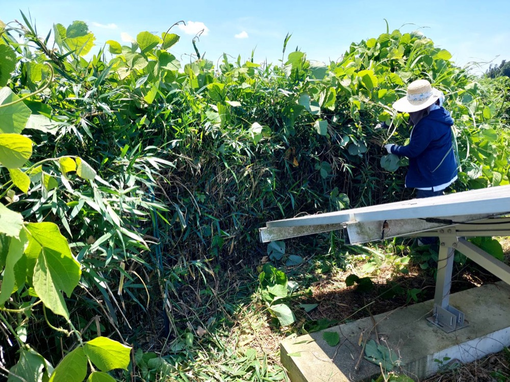 太陽光発電所の保守点検・草刈り 3