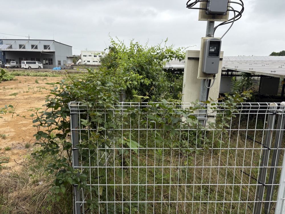 草刈り前 3
