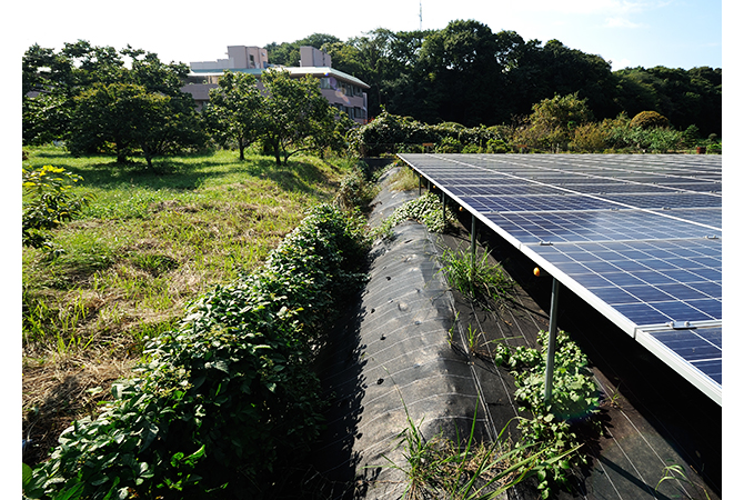 発電所の雑草